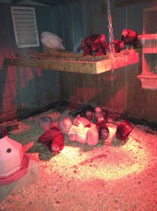 New Chicks are mingling with everyone else. At night they still cuddle under the heat lamp.